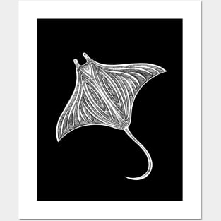 Manta Ray drawing - design for animal lovers Posters and Art